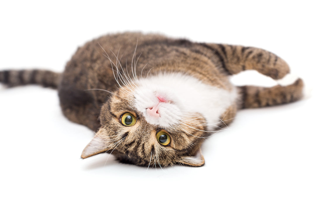 For Cats