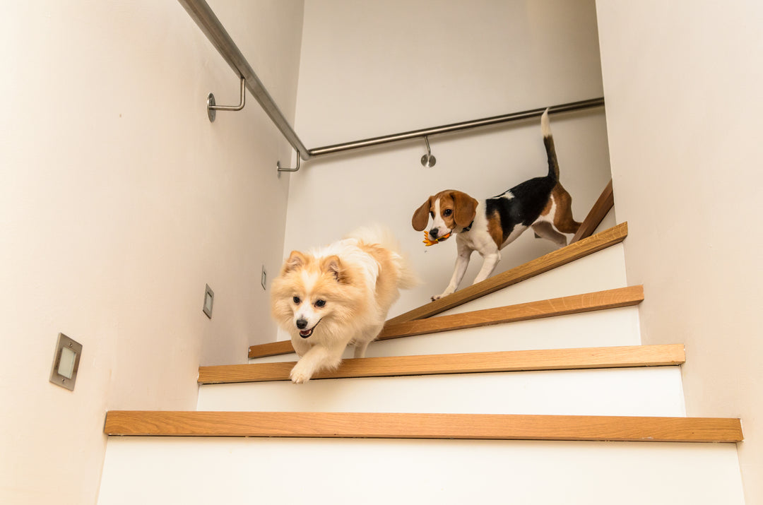 For Dogs